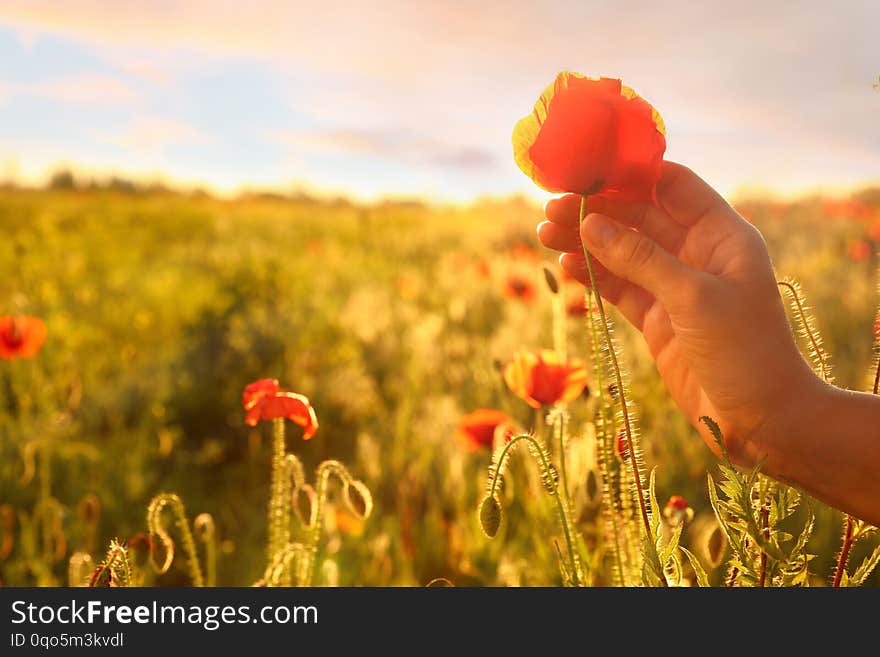 Woman with red poppy flower in field at sunset, closeup. Space for text