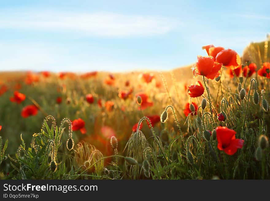 Sunlit field of beautiful blooming red poppy flowers and blue sky