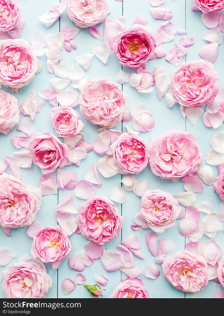 Tea rose background