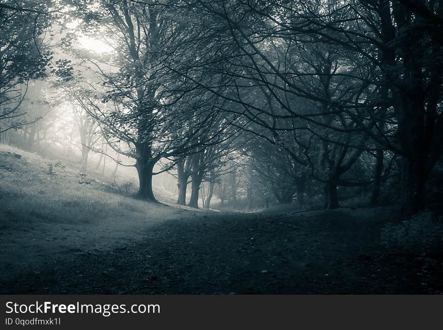 A dark spooky path through a forest on a gloomy foggy day, with a blue monochrome edit.