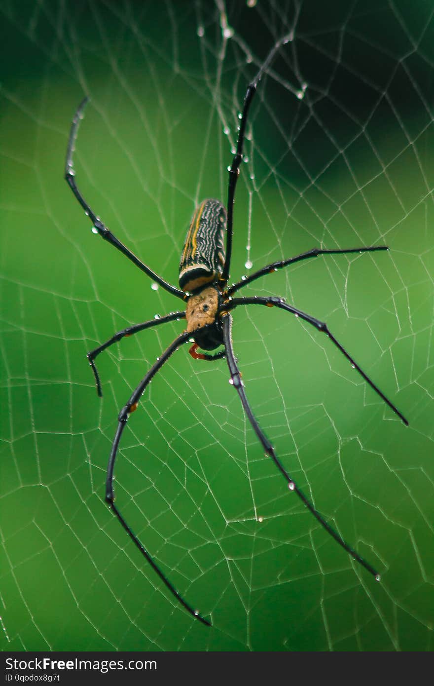 Golden Orb-weaver Spider Knit large fibers along the vertical line between the trees. Female is 40-50 mm in size