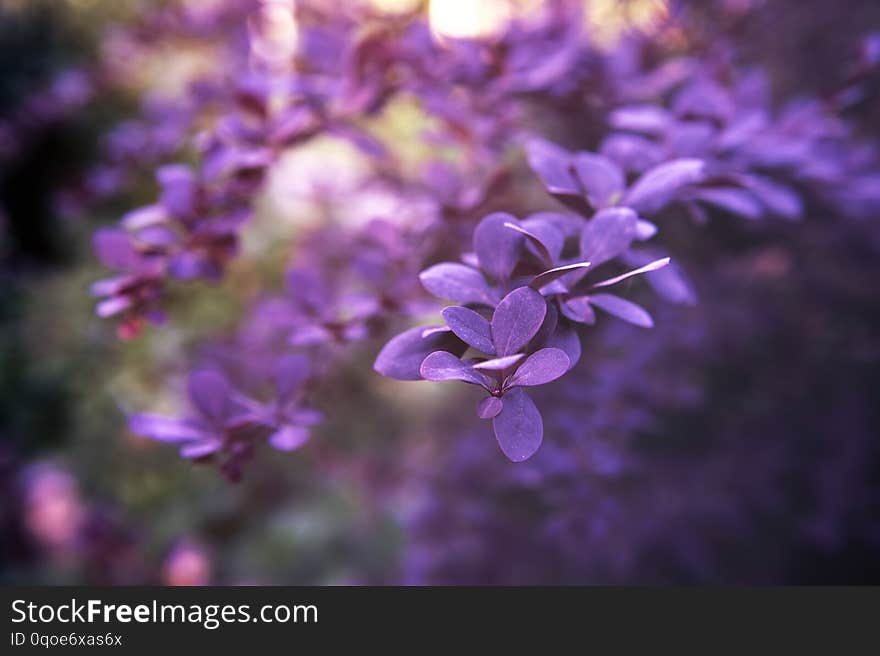 Creative Layout Made Of Green Leaves. Flat Lay. Nature Background