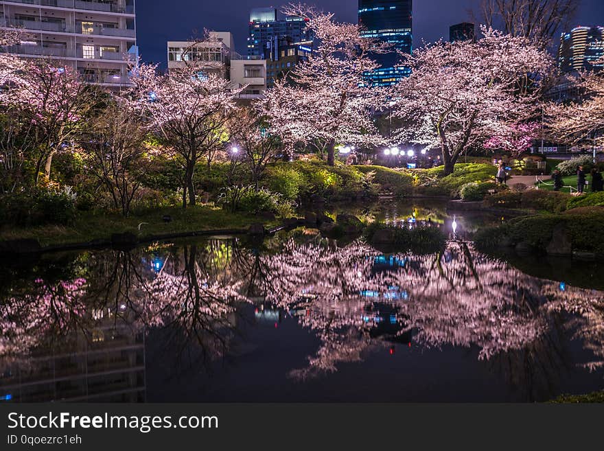 Mohri Garden of going to see cherry blossoms at night Roppongi. Shooting location :Tokyo 23 wards