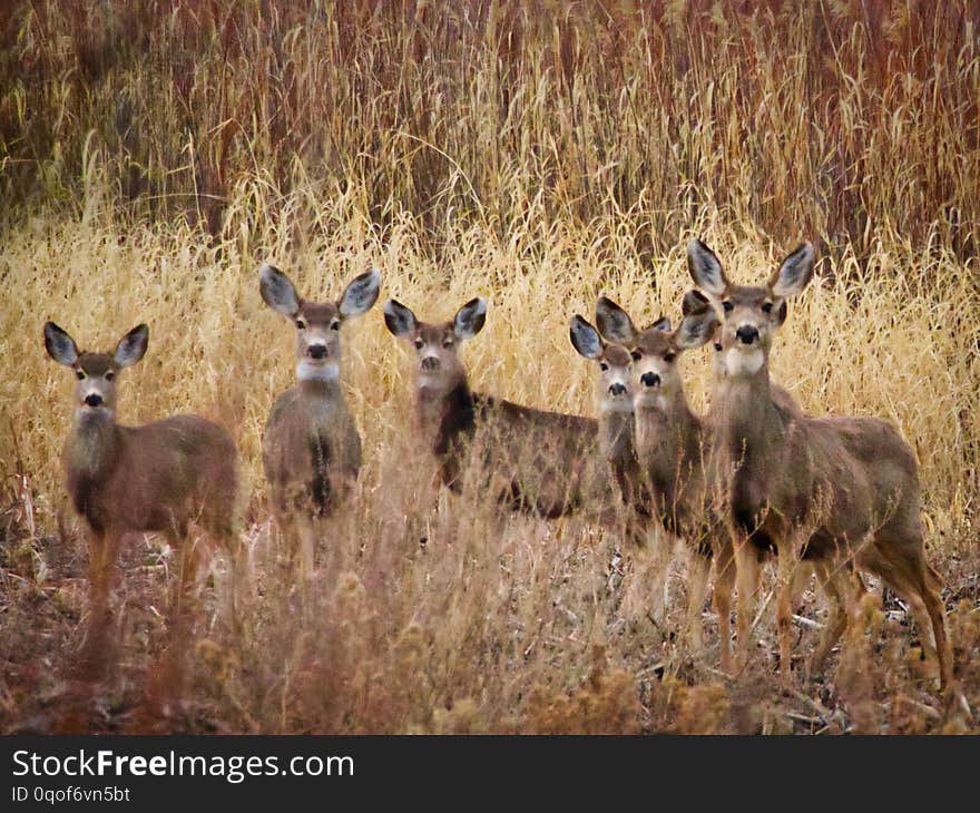 Curious Group of Young Deer