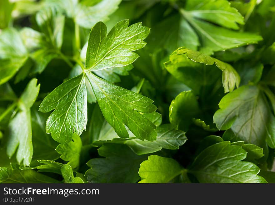 Raw Green Organic Italian Flat Leaf Parsley in a Bunch