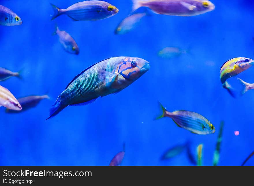 Tropical Fishes Of Blue Tones