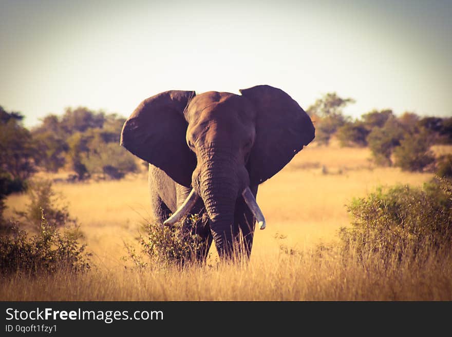 Elephant in the wild