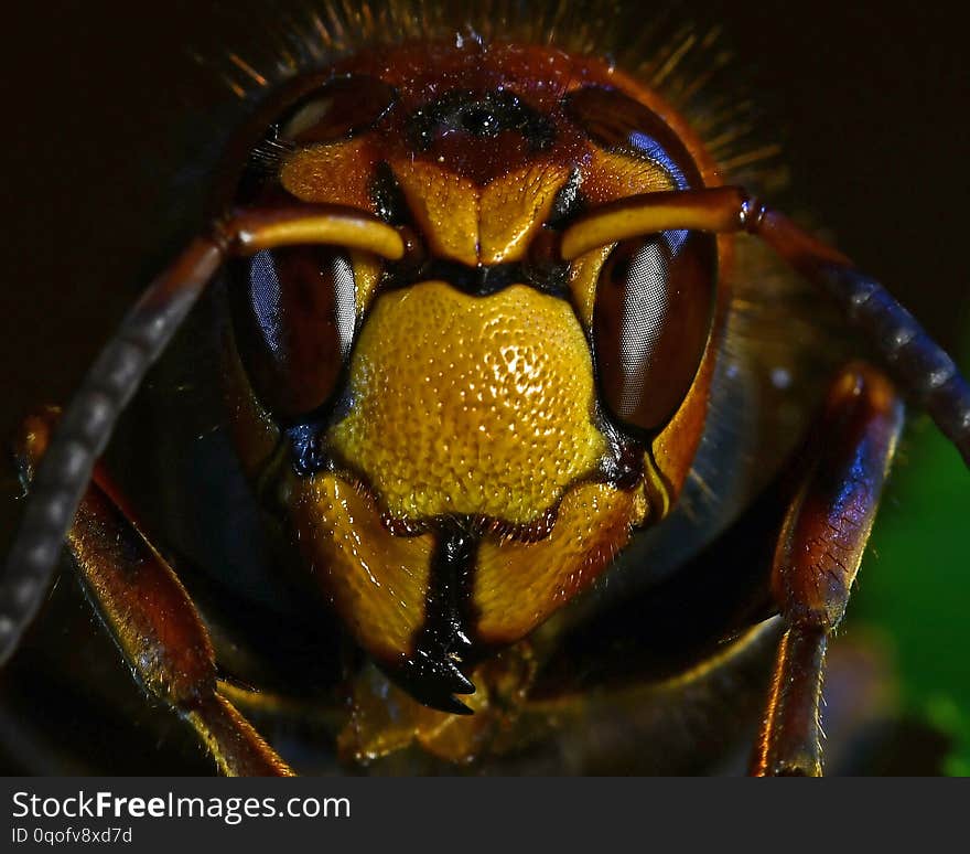 Hornet Vespa crabro, in extreme close up