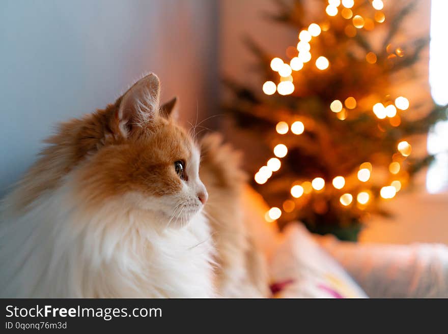 Cute fluffy red and white cat on Christmas tree background. Decorating Natural Danish spruce at home. Winter holidays in a house interior. Light garlands