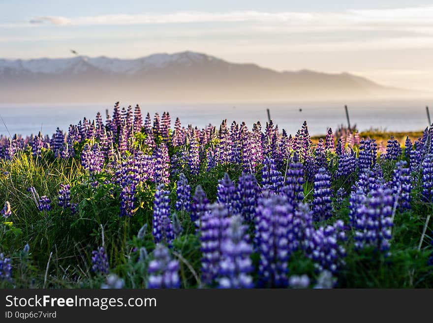 Blooming violet/purple Lupine flowers and snow covered mountains on background while sunset. Scenic panorama view of Icelandic landscape. Húsavík, North Iceland. Blooming violet/purple Lupine flowers and snow covered mountains on background while sunset. Scenic panorama view of Icelandic landscape. Húsavík, North Iceland.