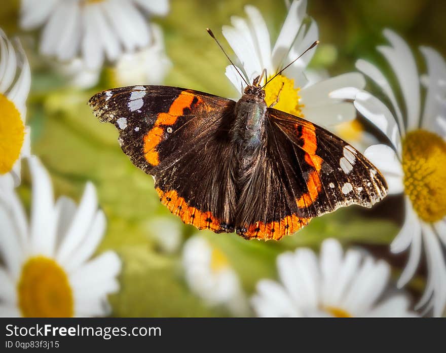 Red Admiral butterfly feeding on a large daisy flower, in Kent, England, UK.