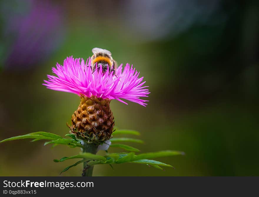 Beautiful pink persian cornflower with a bumble bee serching for nectar on top in springtime