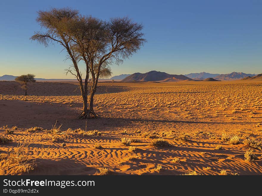 Camel Thorn Tree In The Desert