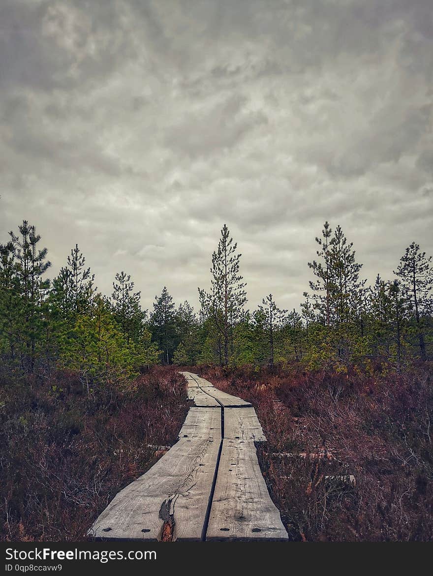 National Park In Finland, nationalpark, path, trsck, track, trail, nature, naturepath, hiking, outdoors, pitkospuut, duckboards, trees, bare, swamp, peatland, finnishnature, naturephotography