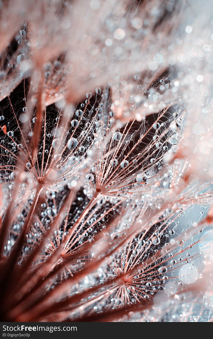 Close-up photot of Seeds of damn beard flower, Tragopogon dubius or salsify covered by dew drops. Abstract natural background. Close-up photot of Seeds of damn beard flower, Tragopogon dubius or salsify covered by dew drops. Abstract natural background