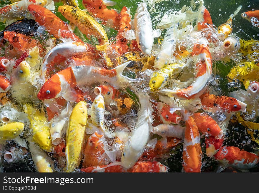 Many koi fish swim in the pond.shallow focus effect