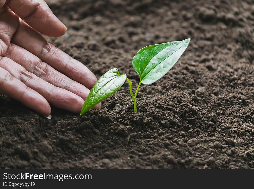 Closeup hand of person holding abundance soil with young plant in hand   for agriculture or planting peach nature concept.