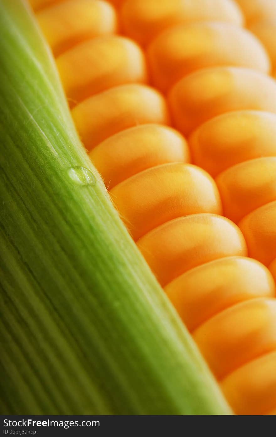 Ripe grains of golden corn closeup, harvest season, healthy organic nutrition of the ear of corn. Vegetarian food golden textural wallpaper, abstract backgrounds. Macro