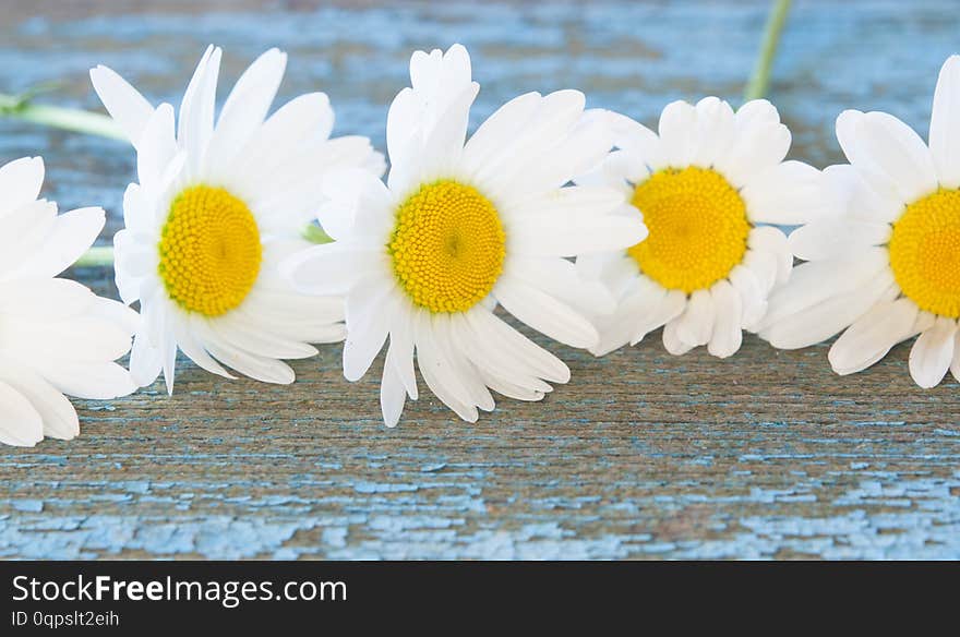 Chamomile flowers on wooden background with copy space