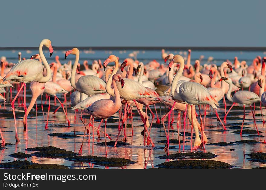 White Flamingos with reflection on a blue background. White Flamingos with reflection on a blue background