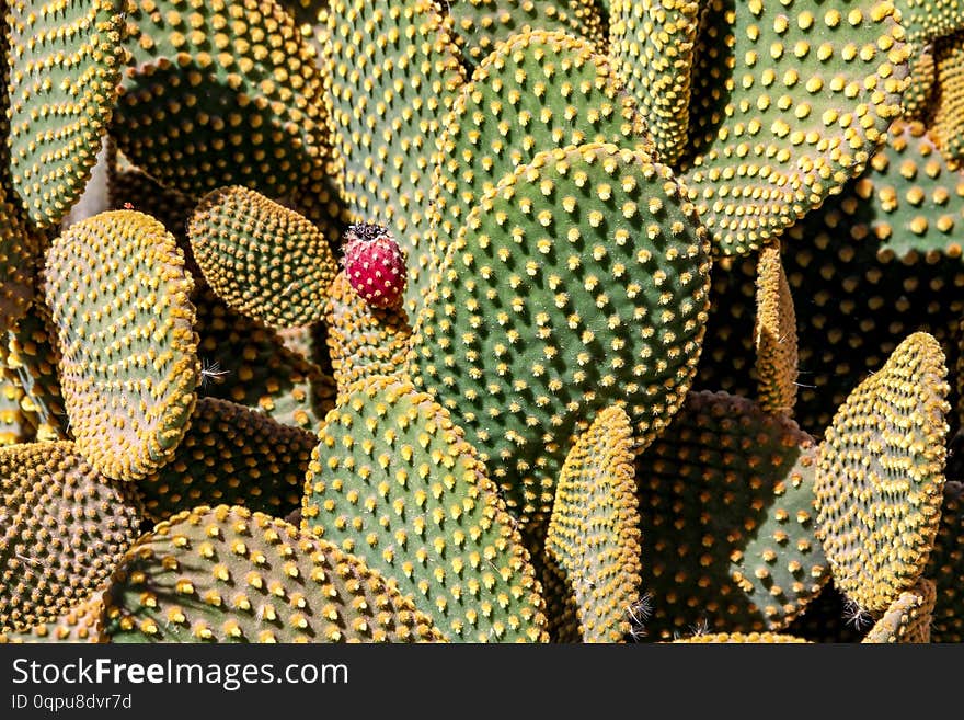 View on cactus plants in Argentina