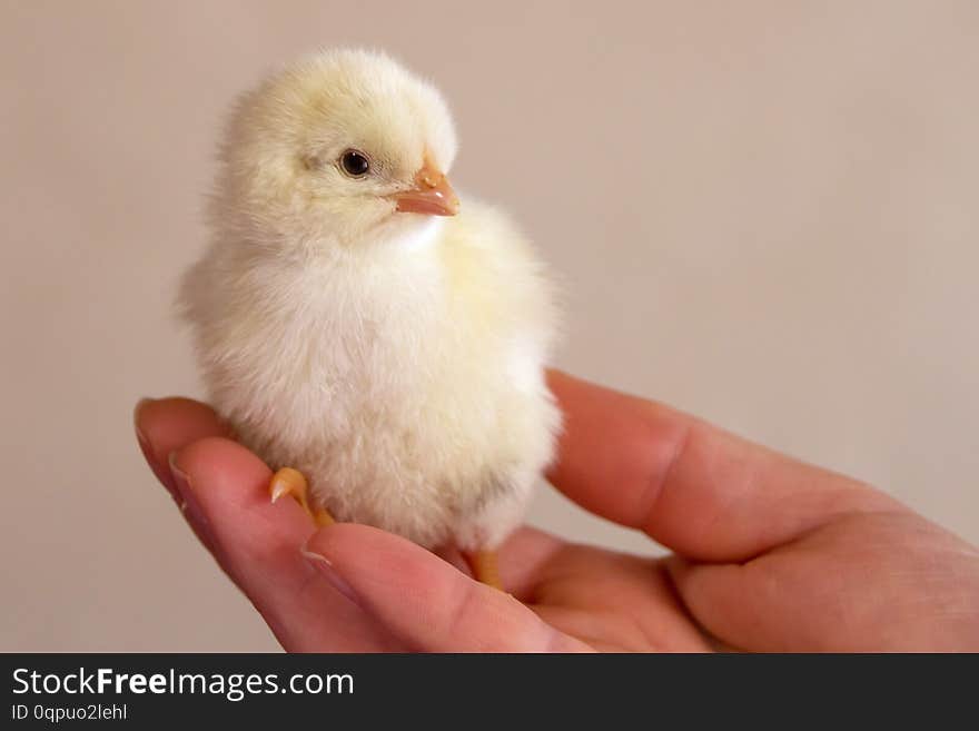 Chicken in hand