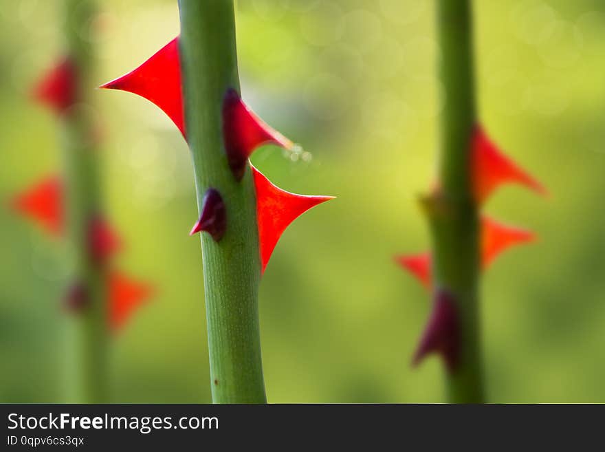 Thorns rose. stalk with sharp red thorns on a blurred green natural background. macro