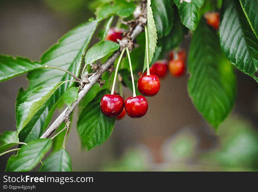 Red cherry berries on a branch