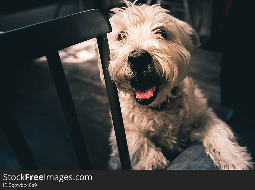 Shot looking down at the white haired dog who has it`s tongue out. Taken in a dark location. Shot looking down at the white haired dog who has it`s tongue out. Taken in a dark location.