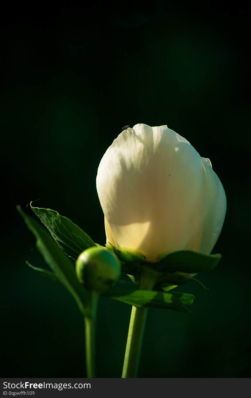 Wonderful white flower Paeonia in the garden. Summer, a great romantic flower obscured by sun rays