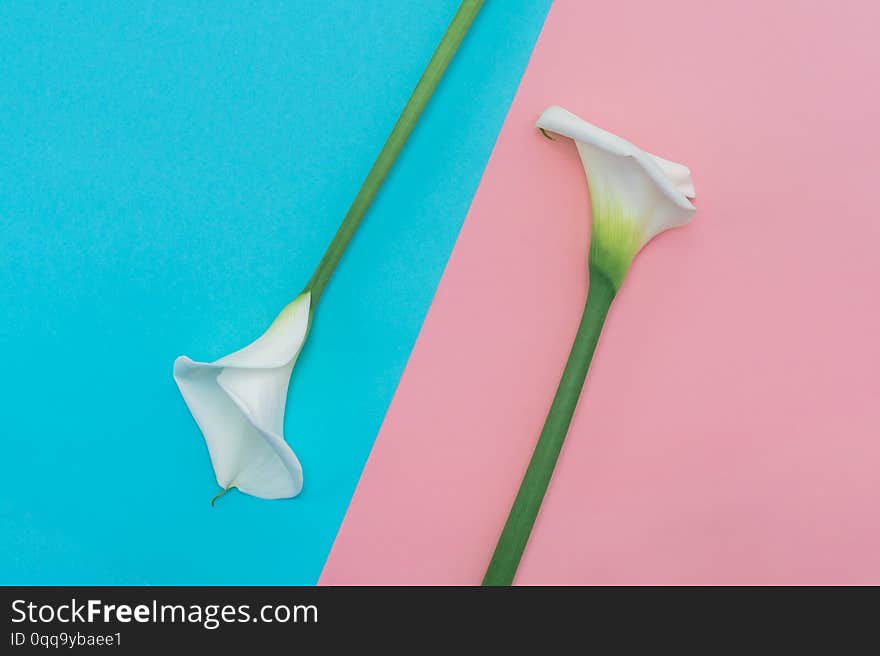 Two white calla lilly flowers on pink and blue background. Top view. Close up.