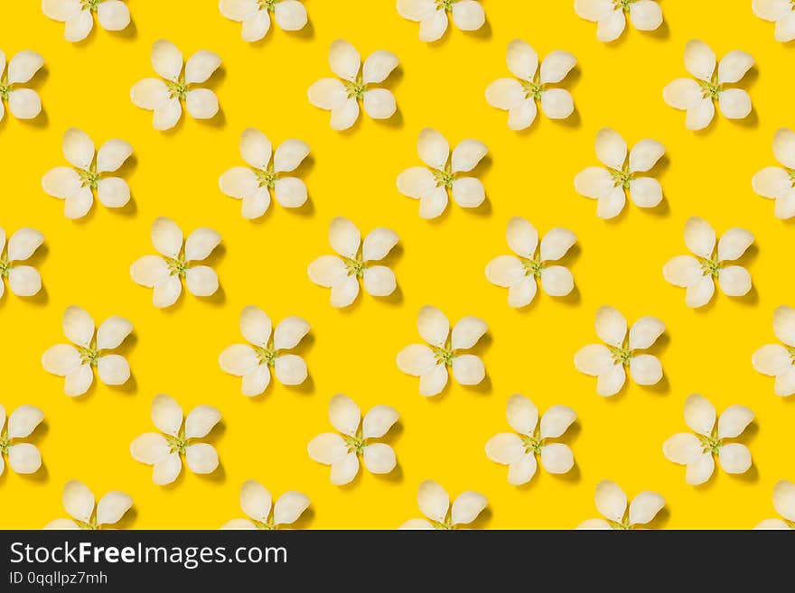 Beautiful spring apple flowers at yellow background.