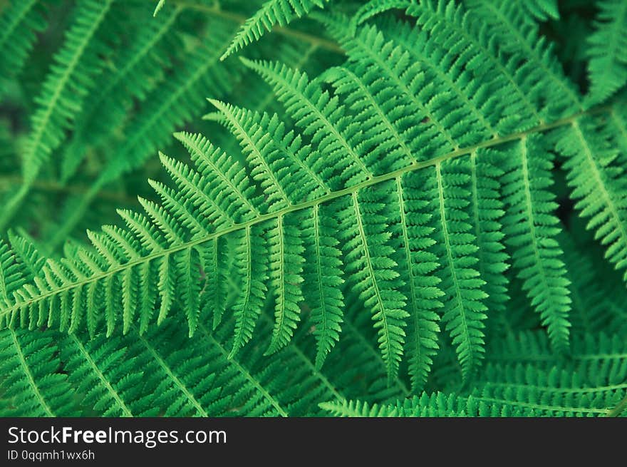 Green background of fern leaves. copy space. close up