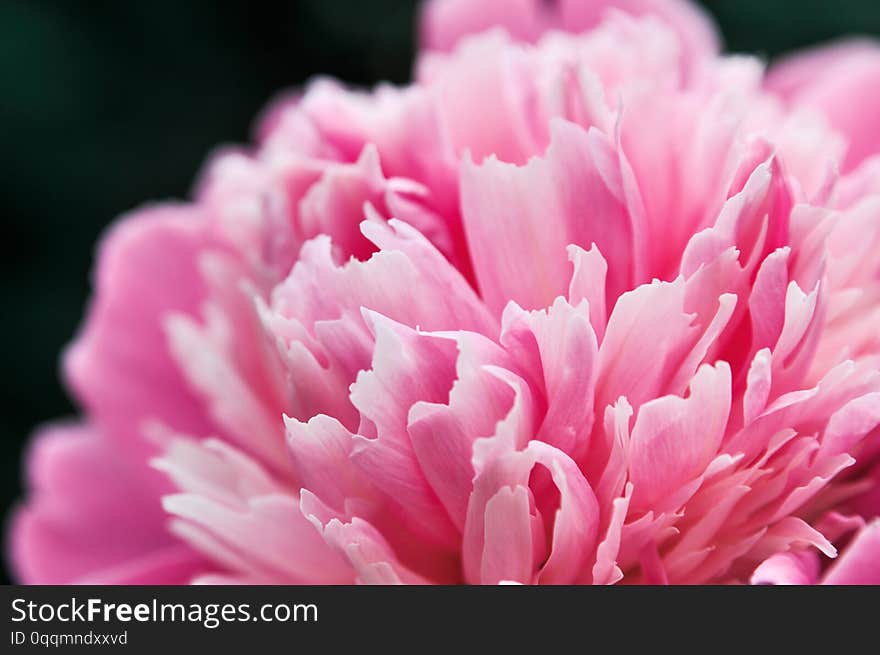 Beautiful flower peony flowering on background of Nature.