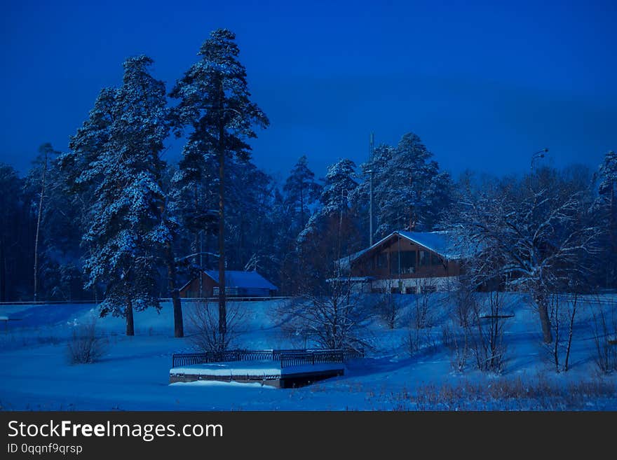 night in winter forest. pine trees