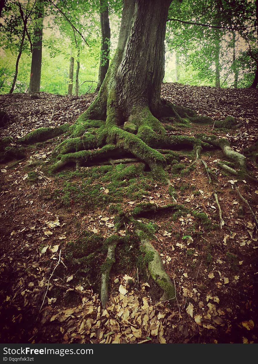 Tree with deep exposed roots covered by moss in a deciduous trees forest with fallen leaves