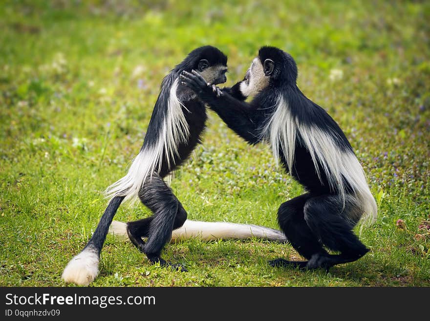 Two Mantled guereza monkeys fighting in grass