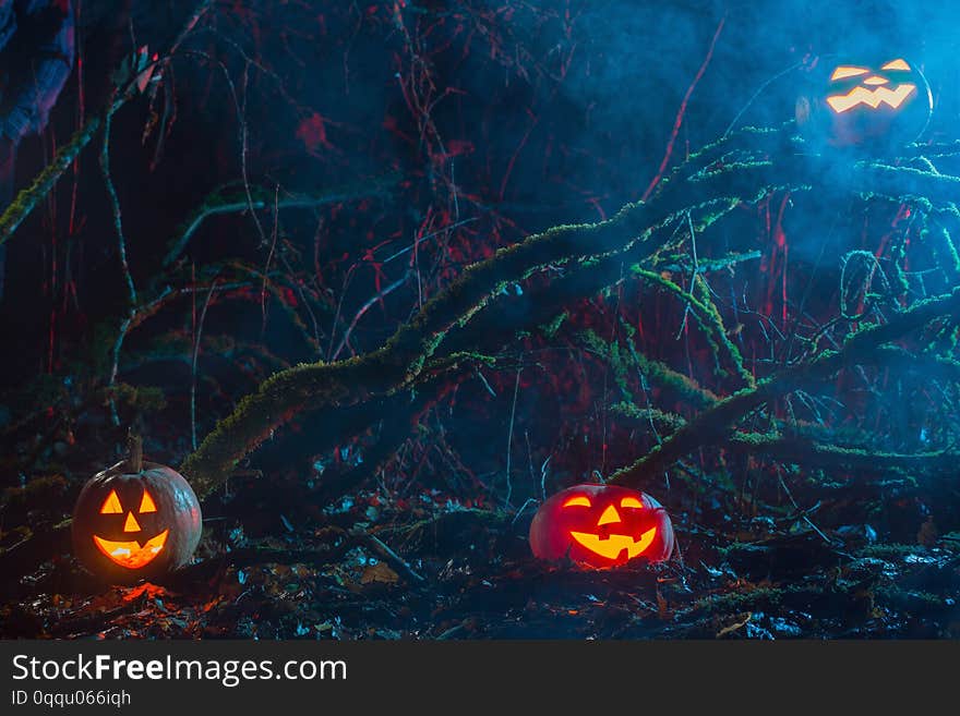 Halloween pumpkins in night forest