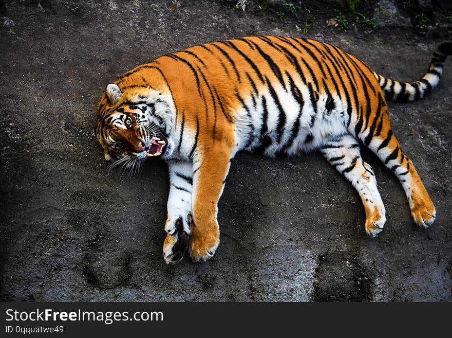 Beautiful Amur tiger