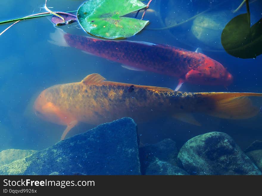 Japan Koifish Carp in Koi pond, KoiCarp in water lake