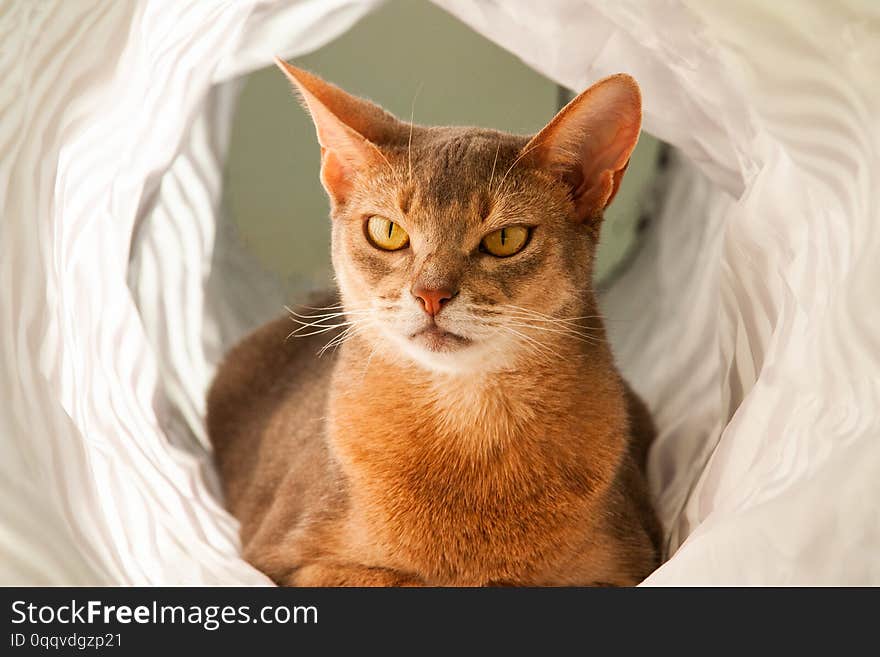 Abyssinian cat. Close up portrait of blue abyssinian female cat, sitting in white tunnel. Pretty cat on white background. Cute kitty, looking forward. Yellow eyes, big ears curious abyssinian cat. Abyssinian cat. Close up portrait of blue abyssinian female cat, sitting in white tunnel. Pretty cat on white background. Cute kitty, looking forward. Yellow eyes, big ears curious abyssinian cat.