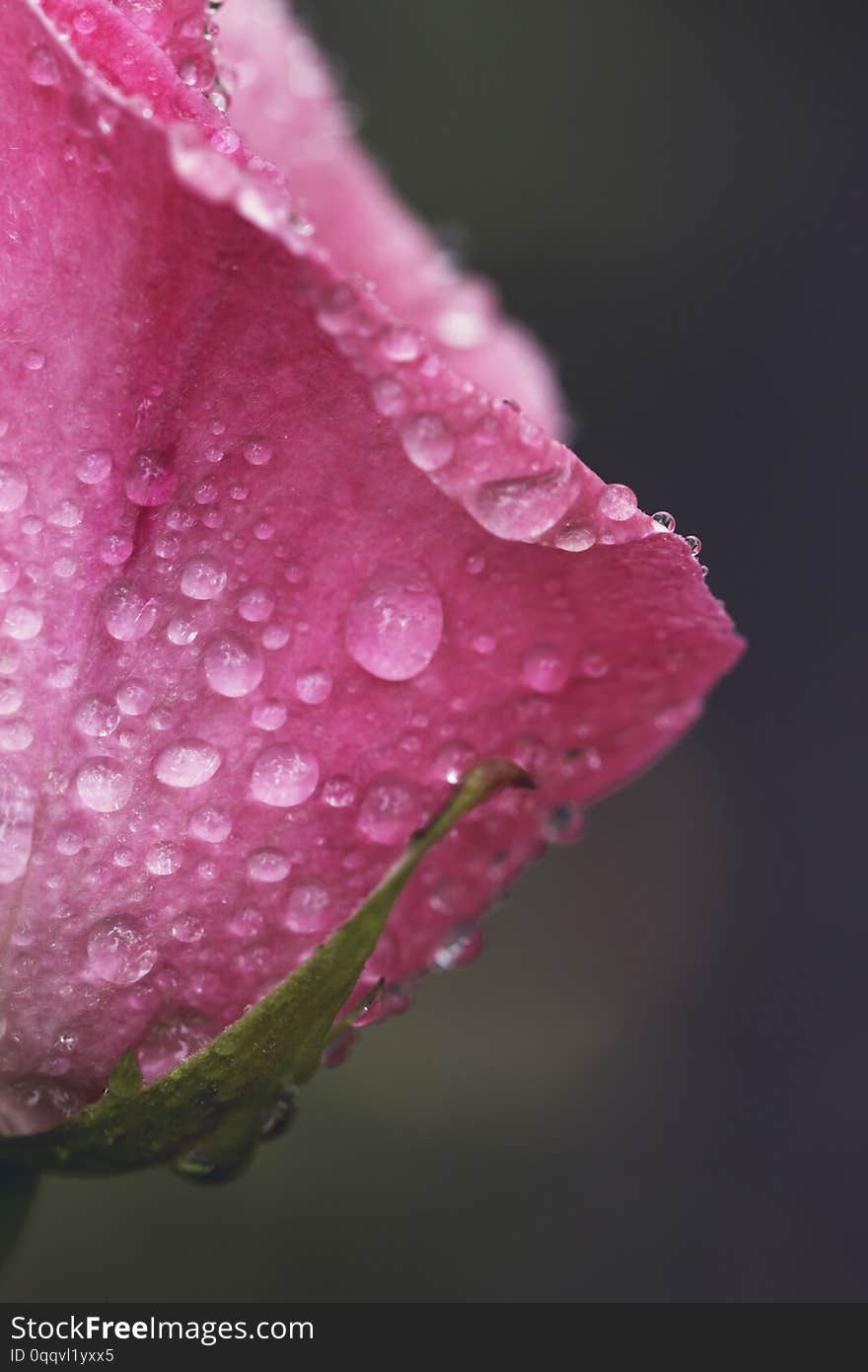 Vintage Flower rose with drops of water, close up detail