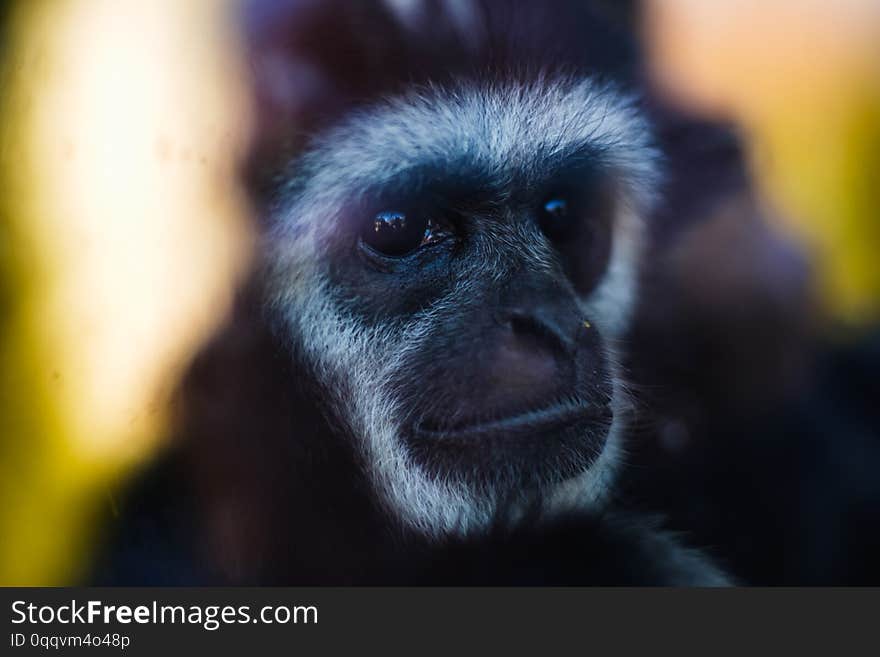 Animal monkey gibbon closeup face black primate, wildlife. Animal monkey gibbon closeup face black primate, wildlife