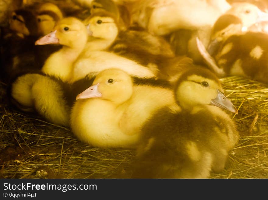 Many small domestic ducklings on the poultry yard walk on the green grass on the farm. economy