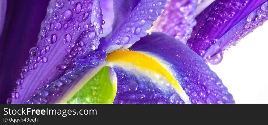 image of beautiful flowers close up