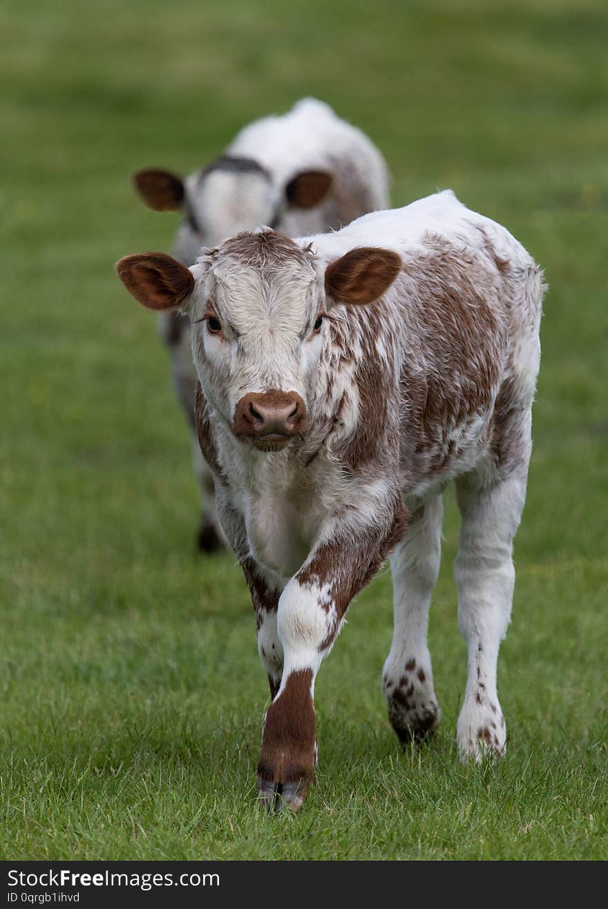 Close up shot of Longhorn Cattle in a green, grassy field in the UK. Close up shot of Longhorn Cattle in a green, grassy field in the UK