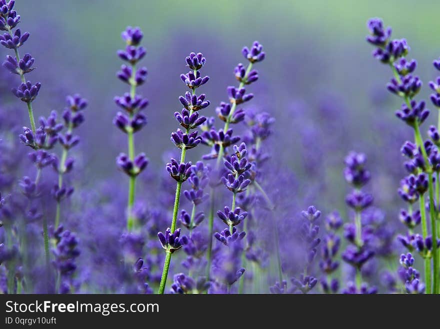 A picture from the beautiful fields of Provance during the summer and full of lavender in bloom. A picture from the beautiful fields of Provance during the summer and full of lavender in bloom.