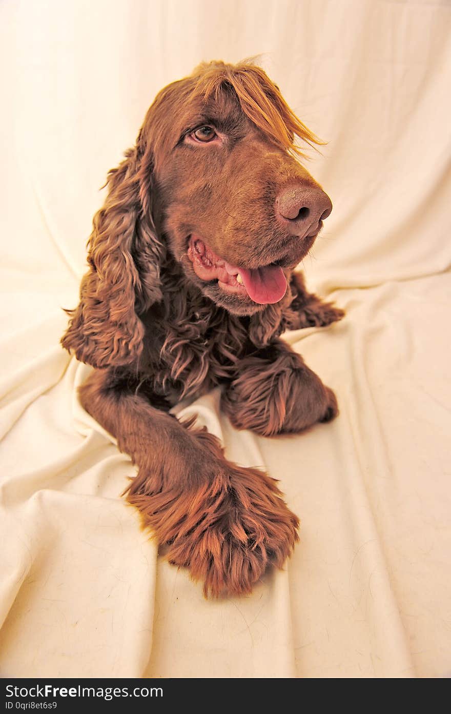 A very snooty coker spaniel that loves to be photographed. And he is almost like thinking, hey I am handsome or not?. A very snooty coker spaniel that loves to be photographed. And he is almost like thinking, hey I am handsome or not?