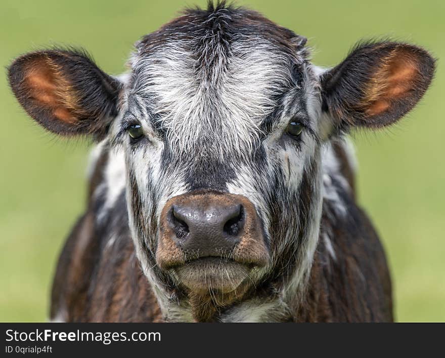 Close up shot of Longhorn Cattle in a green, grassy field in the UK. Close up shot of Longhorn Cattle in a green, grassy field in the UK