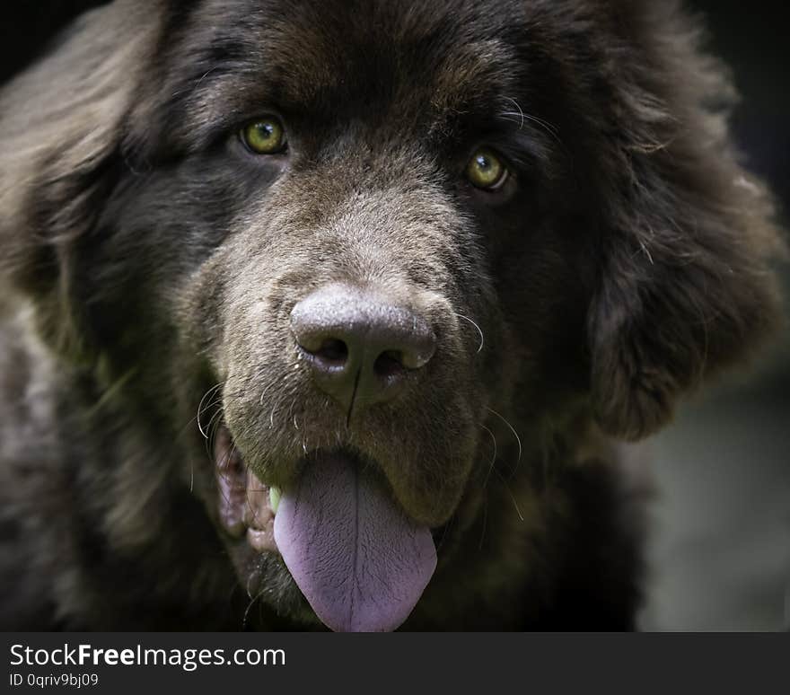 Close up of Newfoundland puppy